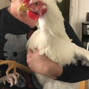 Alfalfa Rooster Rescue